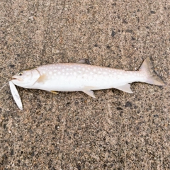 アメマスの釣果