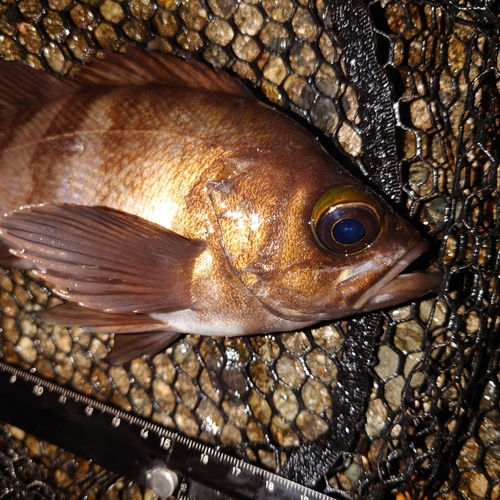 メバルの釣果