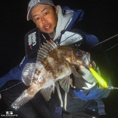 シロメバルの釣果