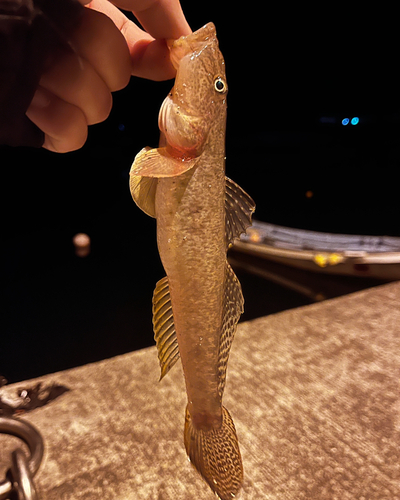 マハゼの釣果