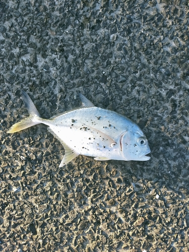 メッキの釣果