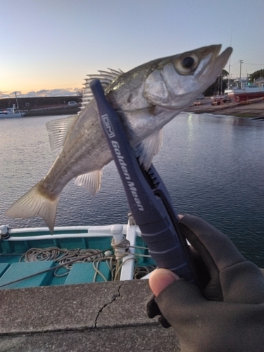 セイゴ（ヒラスズキ）の釣果