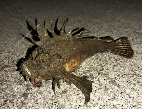 オニオコゼの釣果