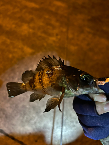 メバルの釣果