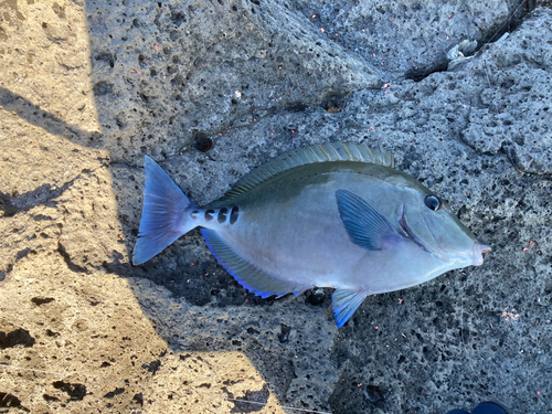 サンノジの釣果