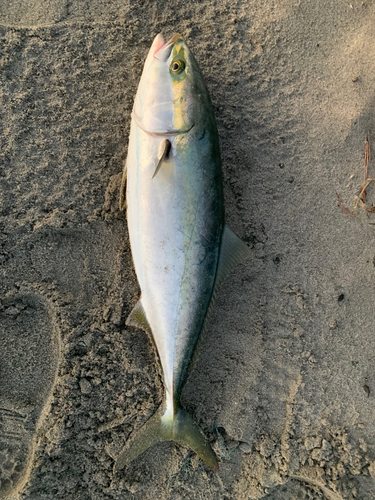 ワラサの釣果