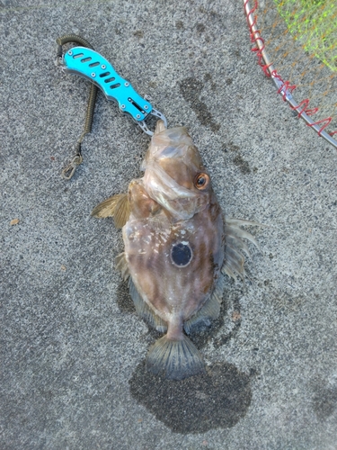 マトウダイの釣果