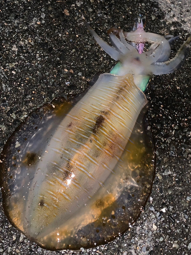 アオリイカの釣果