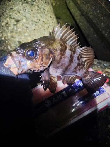 メバルの釣果