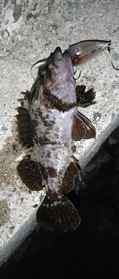 クロソイの釣果