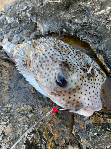 ハリセンボンの釣果