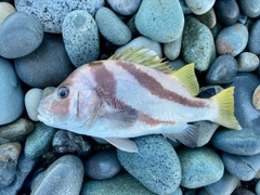 ヒゲダイの釣果