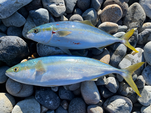 イナダの釣果