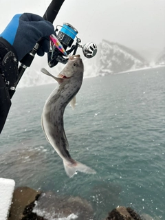 ホッケの釣果