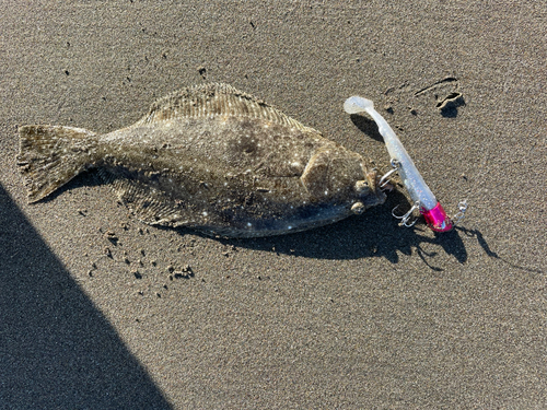 ソゲの釣果