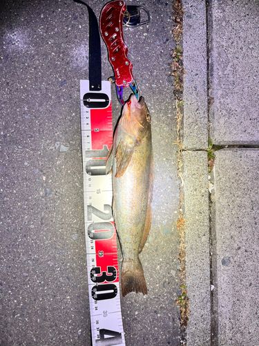 アイナメの釣果
