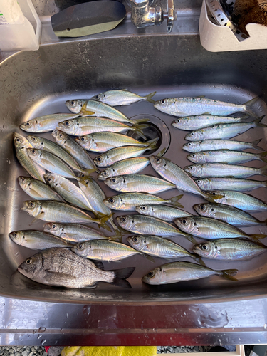 アジの釣果