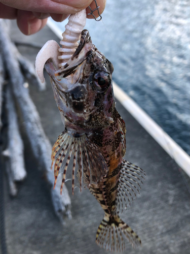 アサヒアナハゼの釣果