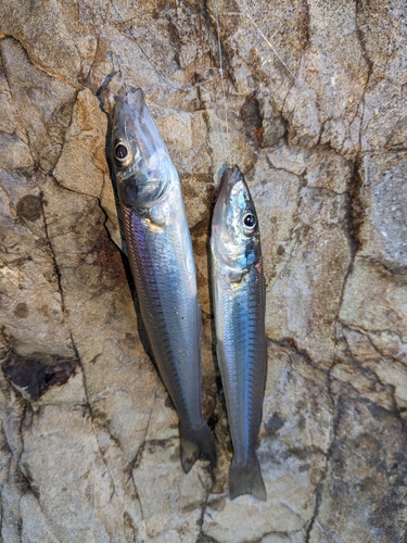 シロギスの釣果