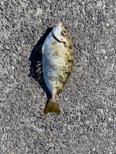 アイゴの釣果