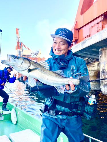 シマスズキの釣果