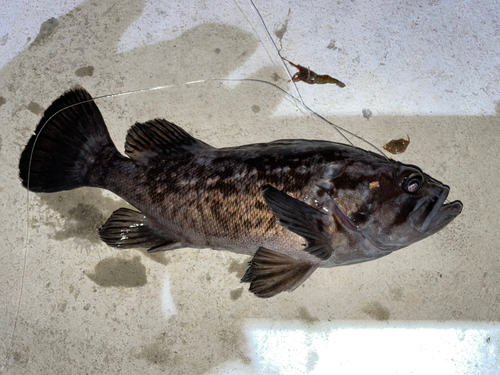 クロソイの釣果