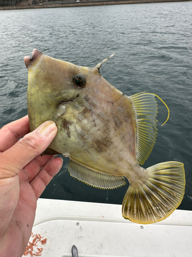 カワハギの釣果