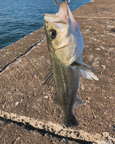 セイゴ（マルスズキ）の釣果