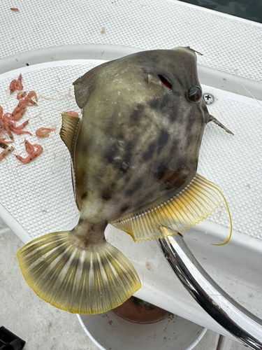 カワハギの釣果