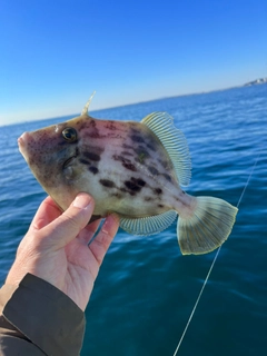 カワハギの釣果