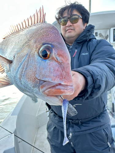 マダイの釣果