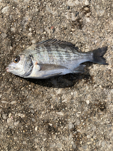 クロダイの釣果