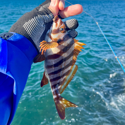 タカノハダイの釣果