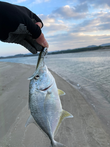 メッキの釣果