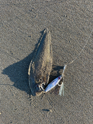 シタビラメの釣果