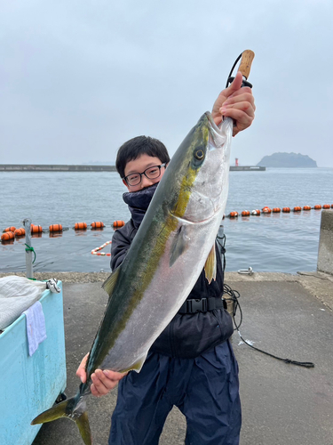 ブリの釣果