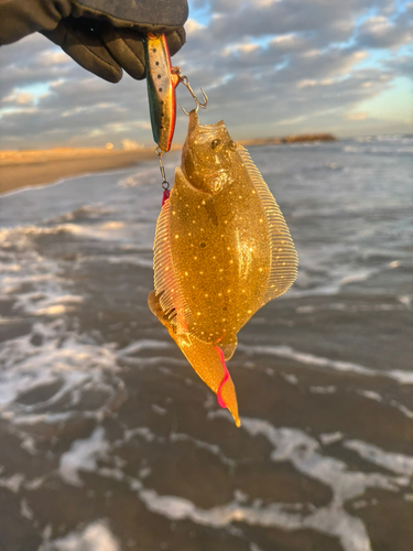 ヒラメの釣果