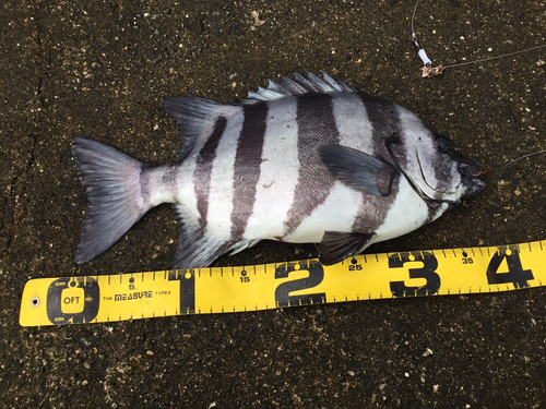 イシダイの釣果