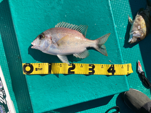 メイチダイの釣果