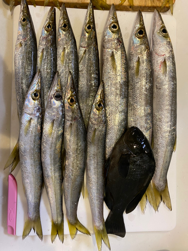 カマスの釣果