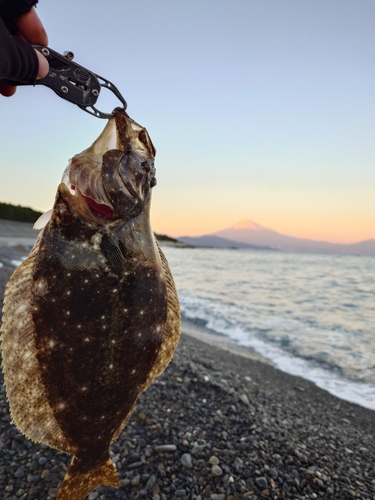 ヒラメの釣果