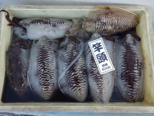 コウイカの釣果