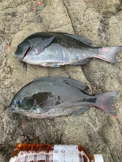 クチブトグレの釣果