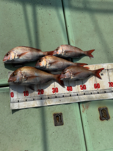 マダイの釣果