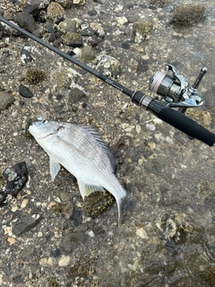 キビレの釣果