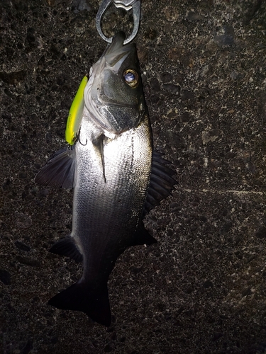 セイゴ（ヒラスズキ）の釣果