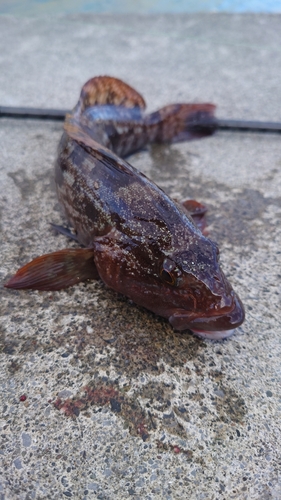 アイナメの釣果