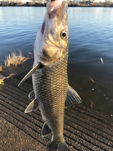 ニゴイの釣果