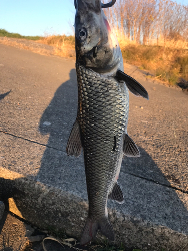 ニゴイの釣果