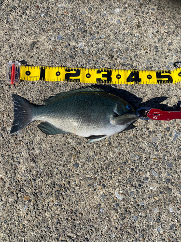 メジナの釣果